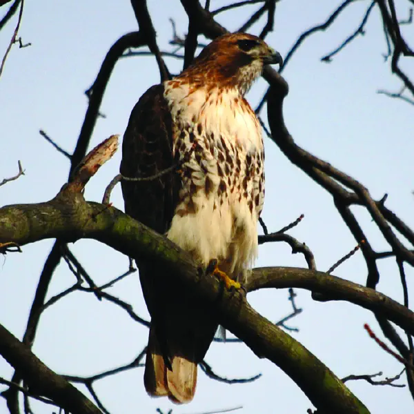Buteo jamaicensis · EarthHome Biodiversity